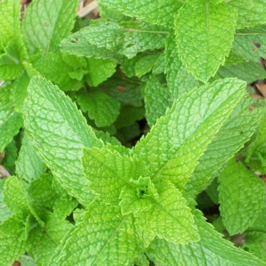 500 Spearmint Mentha Spicata Mint Tea NonGMO Herb Seeds | www.seedsplantworld.com