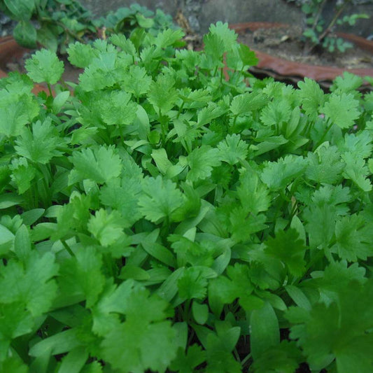 500 Fresh Cilantro/Coriander NON-GMO Herb Seeds | www.seedsplantworld.com