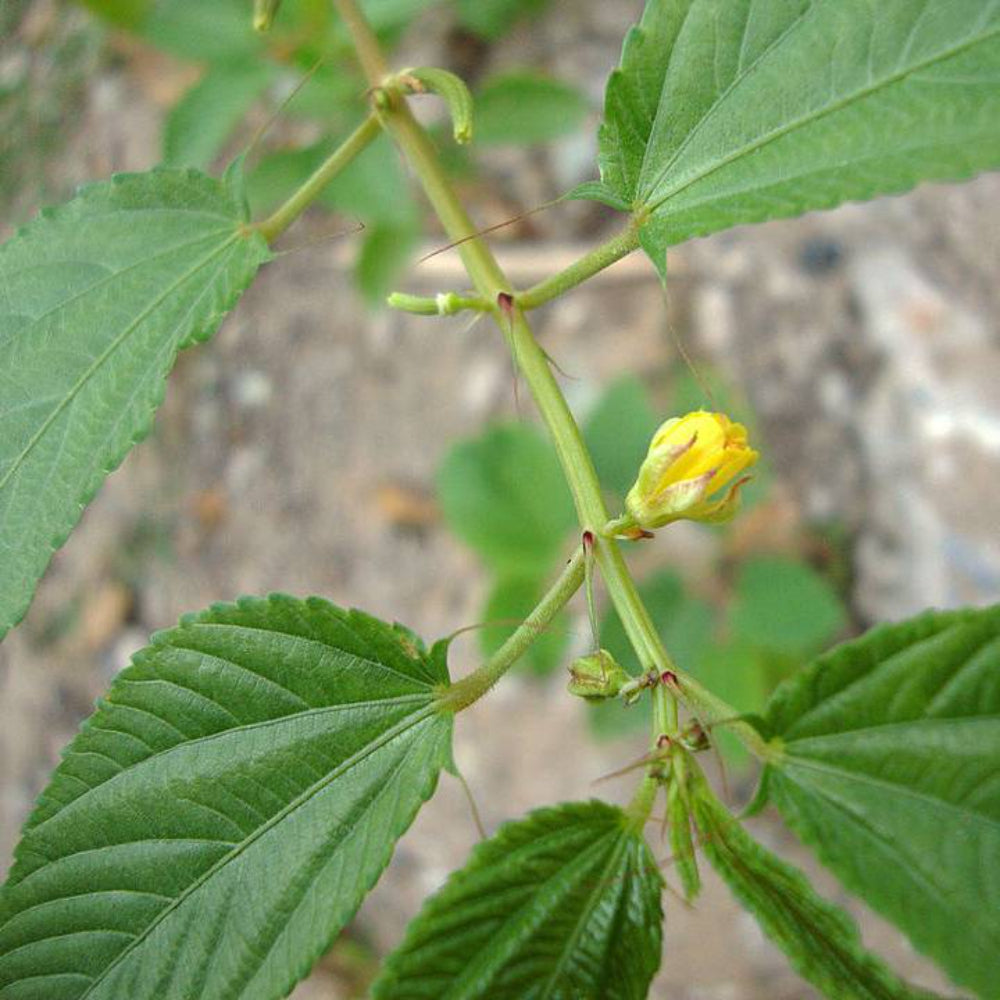 100 Molokhia, Egyptian spinach (Corchorus olitorius) Saluyot, Green Jute Vegetable Seeds | www.seedsplantworld.com