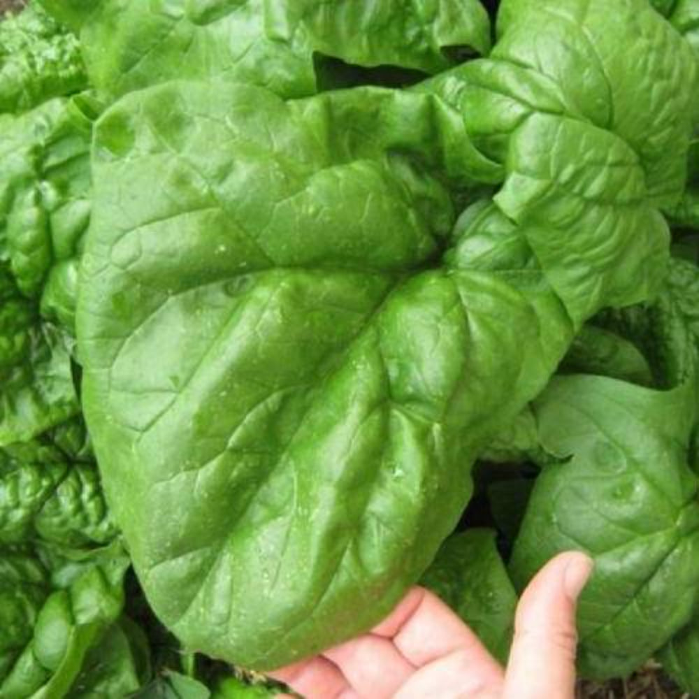 500 Giant Noble Spinach Seeds Non – GMO Vegetable Seeds | www.seedsplantworld.com