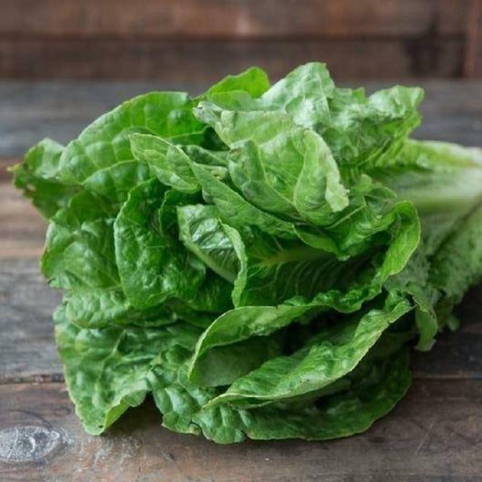 1500 Parris Island Lettuce Non-GMO Heirloom Vegetable Seeds | www.seedsplantworld.com