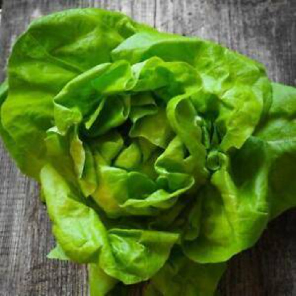 2000 Butterhead Lettuce NON-GMO Vegetable Seeds | www.seedsplantworld.com