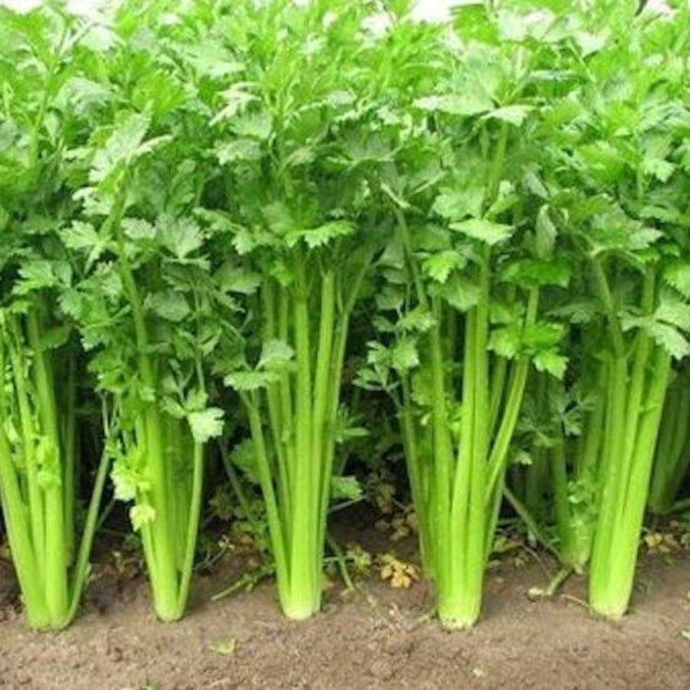 1000 Chinese Celery Non-GMO Heirloom Vegetable Seeds | www.seedsplantworld.com