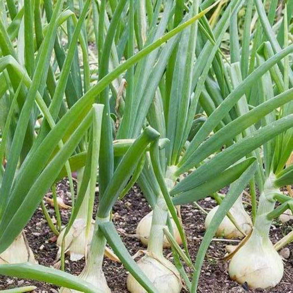 500 Treated Vidalia Sweet Onion Non-GMO Heirloom Vegetable Seeds | www.seedsplantworld.com