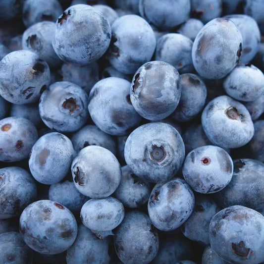 100 Highbush Blueberry Fruit Seeds | www.seedsplantworld.com