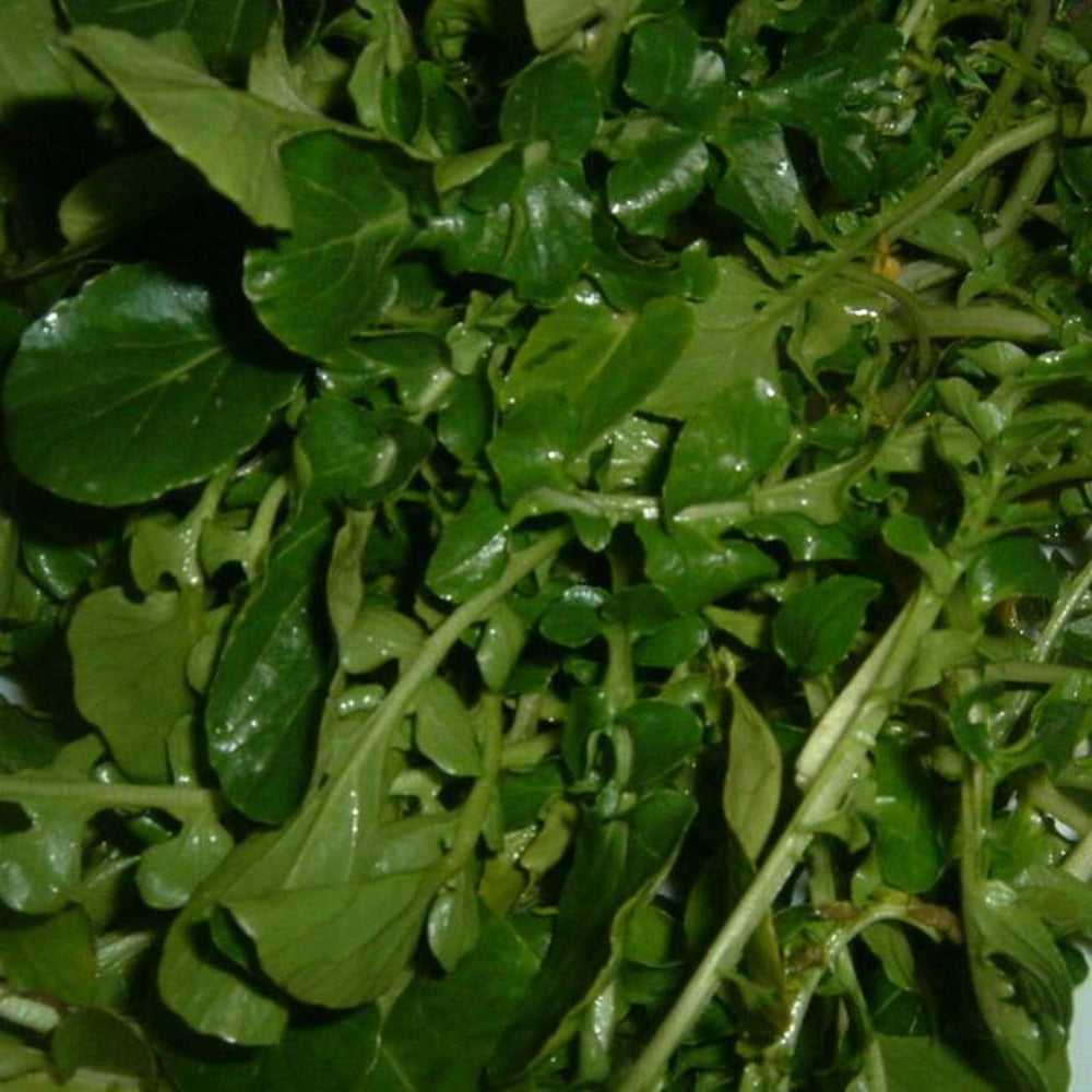 1000 True Watercress Non-GMO Heirloom Herb Seeds | www.seedsplantworld.com