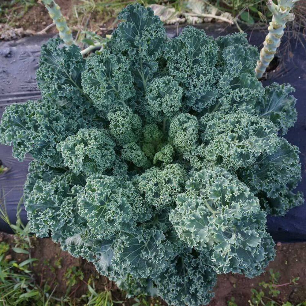 1500 Dwarf Blue Curled Scotch Kale, Non-GMO Heirloom Vegetable Seeds | www.seedsplantworld.com