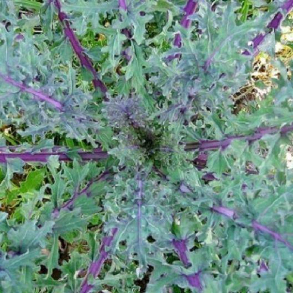 1000 Red Russian Kale Vegetable Seeds | www.seedsplantworld.com