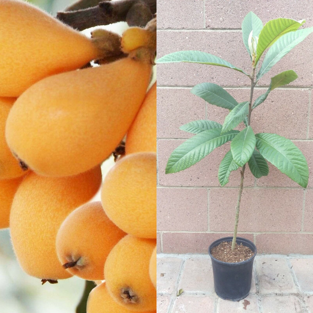 Loquat (Big Jim Seedling) Tropical Fruit Tree (25~30 Inch Height ...