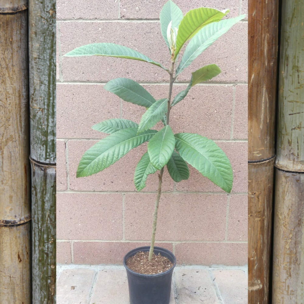 Loquat (Big Jim Seedling) Tropical Fruit Tree (25~30 Inch Height)