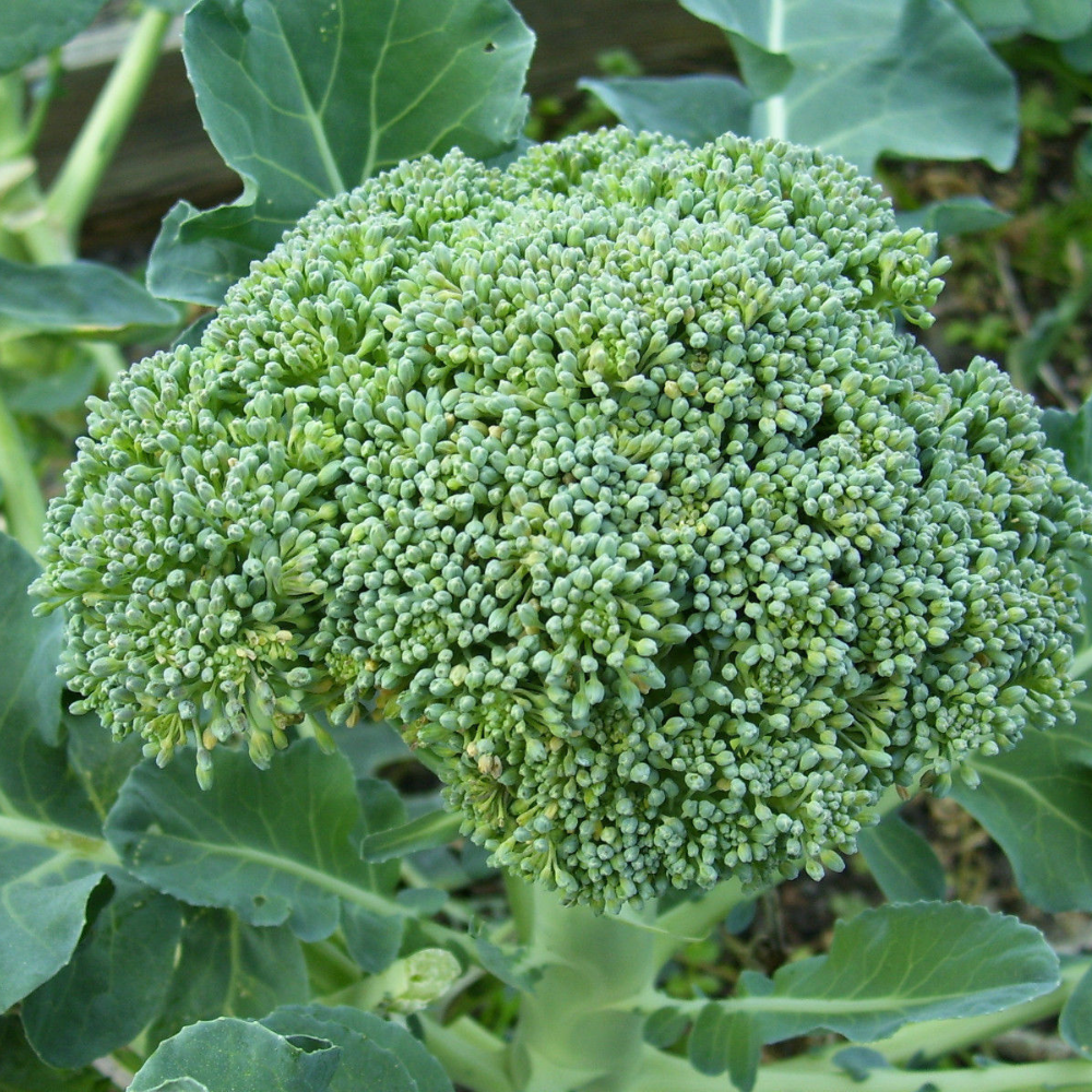 250 Broccoli De Cicco Cruciferous NON-GMO Vegetable Seeds | www.seedsplantworld.com