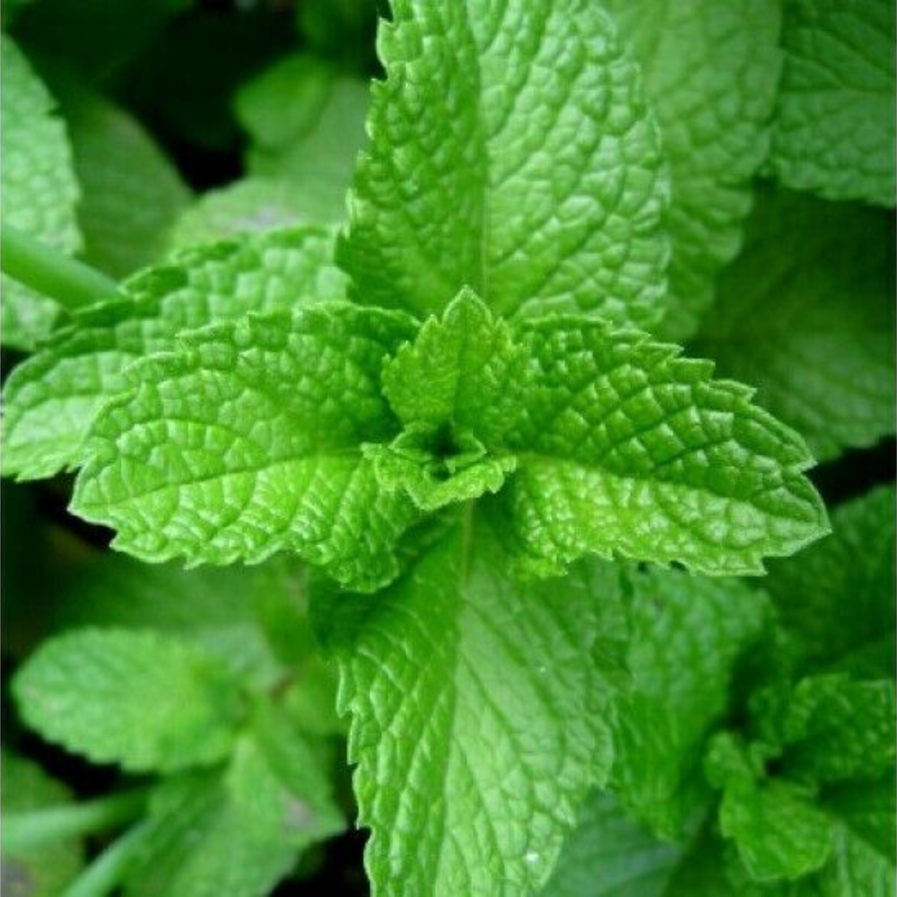 400 Peppermint NON-GMO Aromatic Perennial Herb Seeds | www.seedsplantworld.com