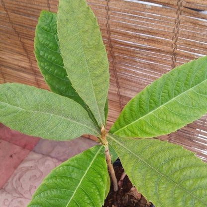 Loquat (Big Jim Seedling) Tropical Fruit Tree (15~20 Inch Height)