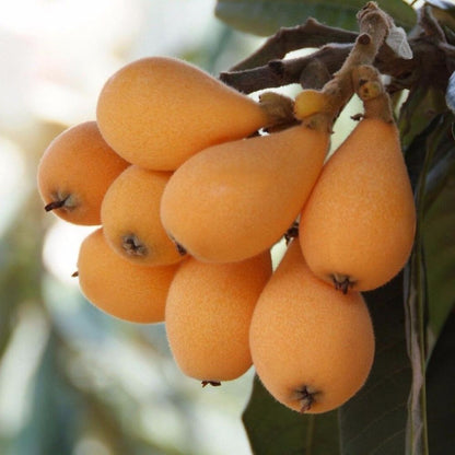 Loquat (Gold Nugget Varieties) Tropical Fruit Tree