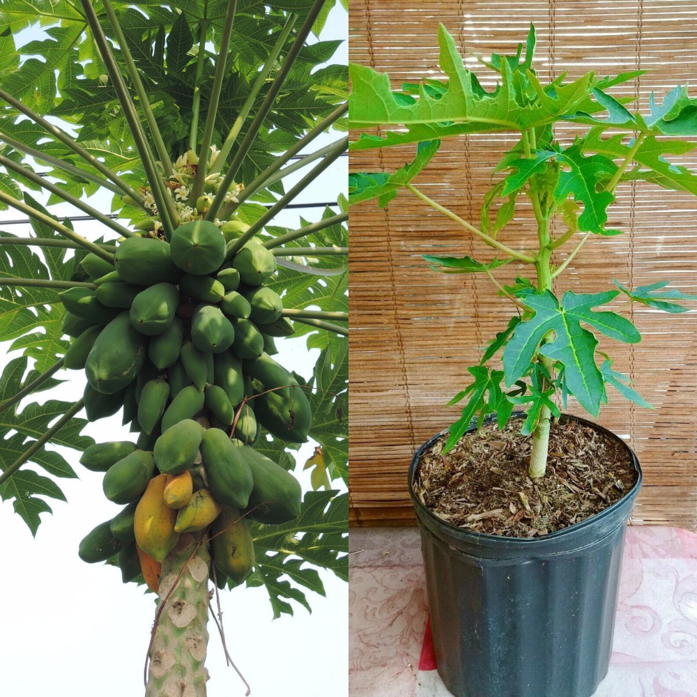Mexican Papaya (Carica Papaya) Tropical Fruit Tree | www.seedsplantworld.com