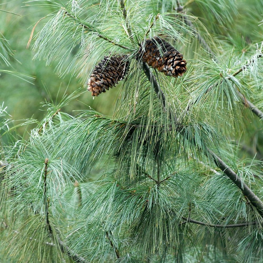 5 Pinus Armandii Chinese White Pine Tree Seeds For Planting | www.seedsplantworld.com