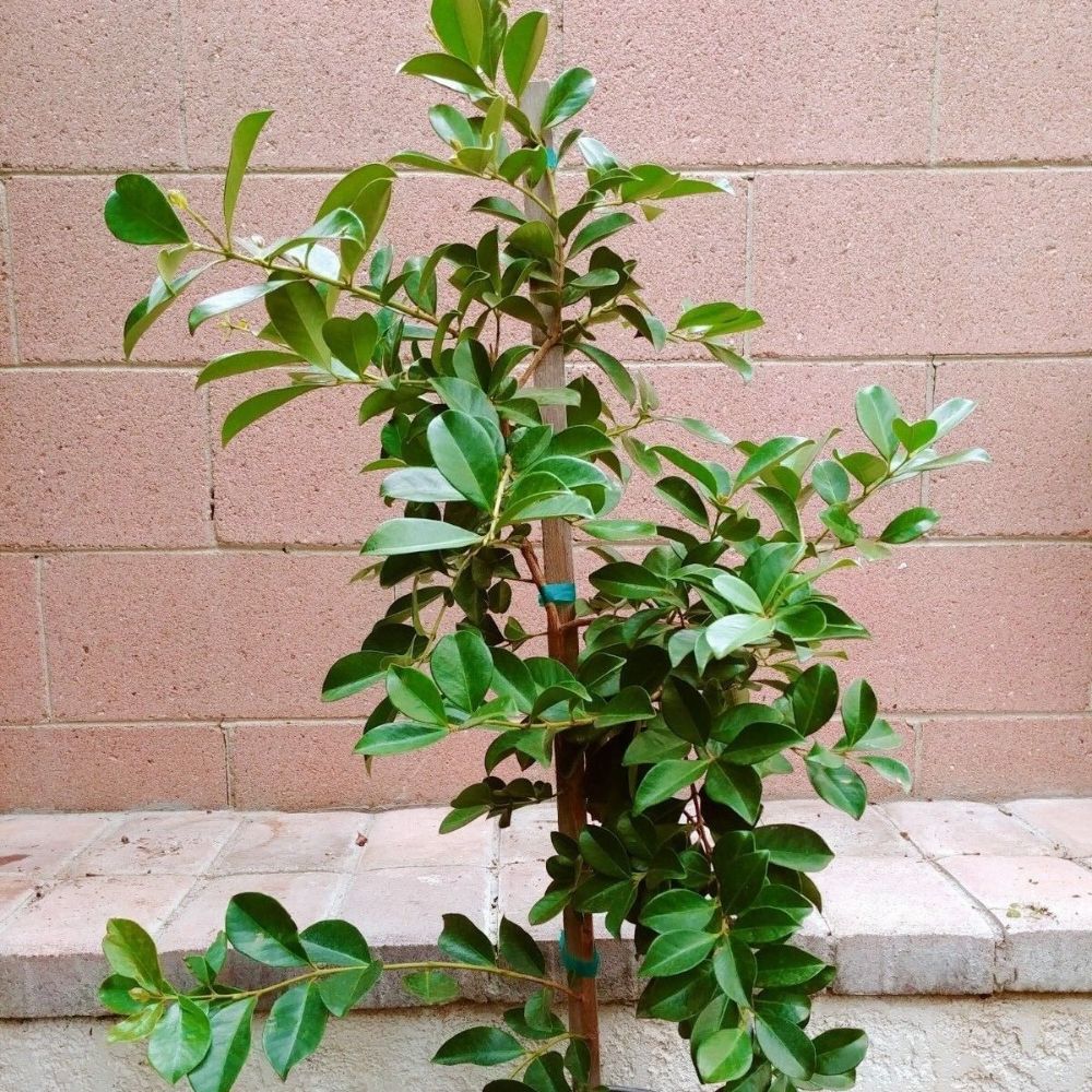 Strawberry Guava Tropical Fruit Tree