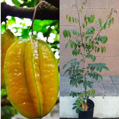 Kari Starfruit Averrhoa Carambola Tropical Fruit Tree | www.seedsplantworld.com