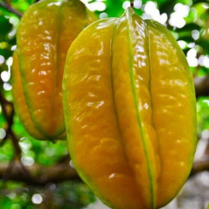 Kari Starfruit Averrhoa Carambola Tropical Fruit Tree