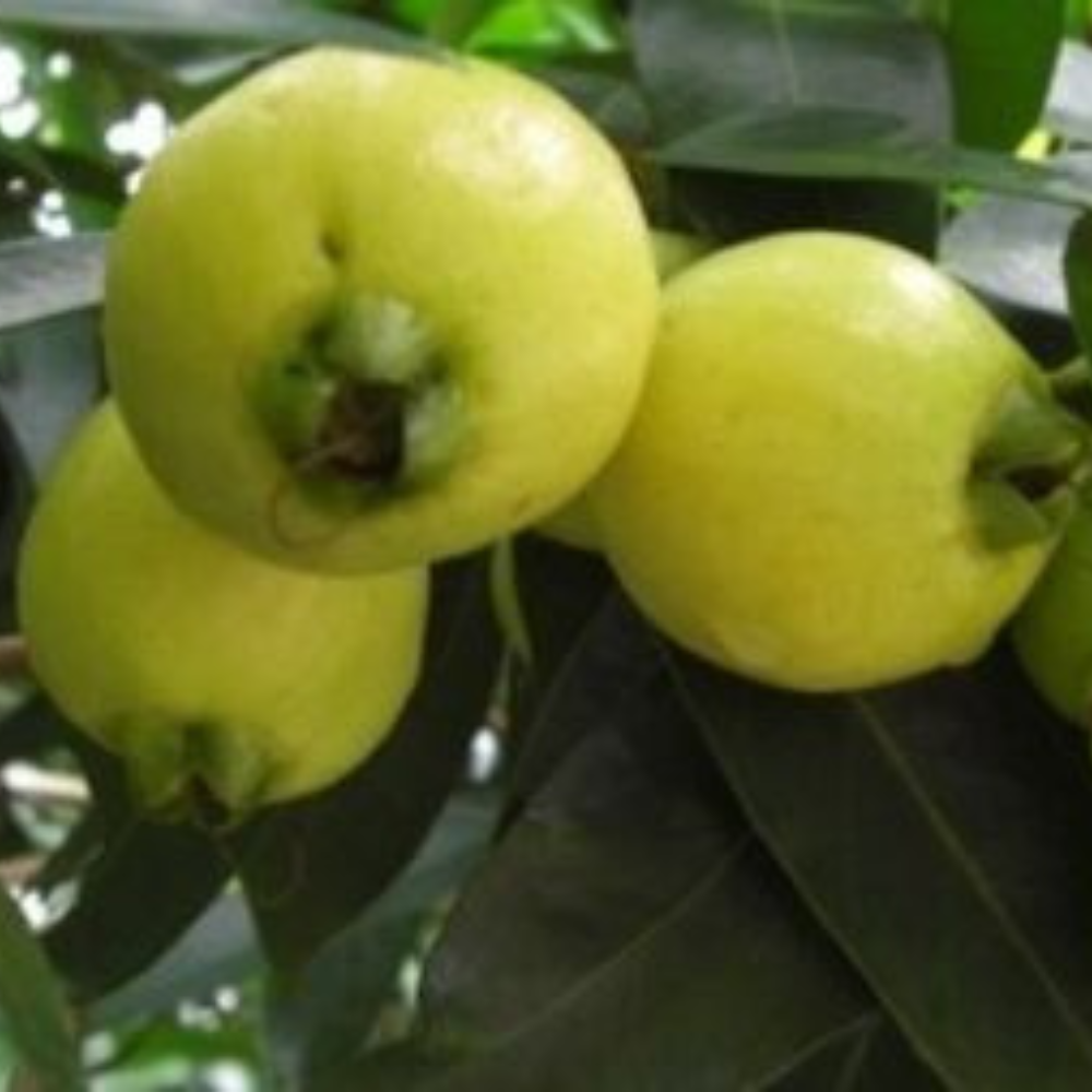 Syzygium Jambos (Rose Apple) Tropical Fruit Tree | www.seedsplantworld.com