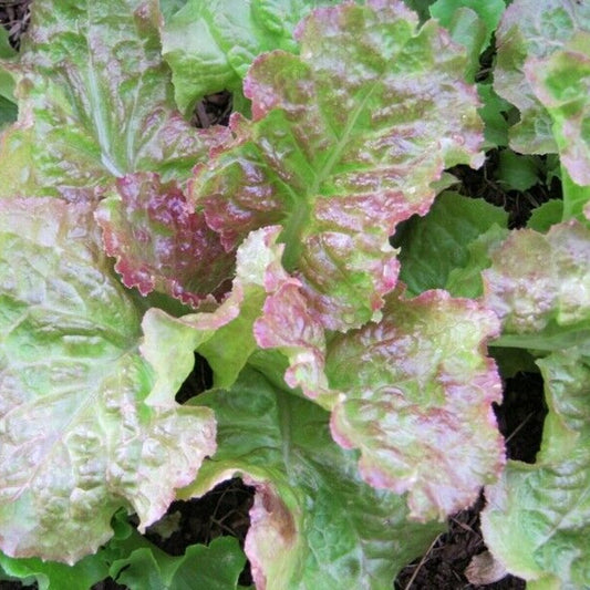 500 Prizehead Leaf Lettuce NON-GMO Heirloom Vegetable Seeds | www.seedsplantworld.com