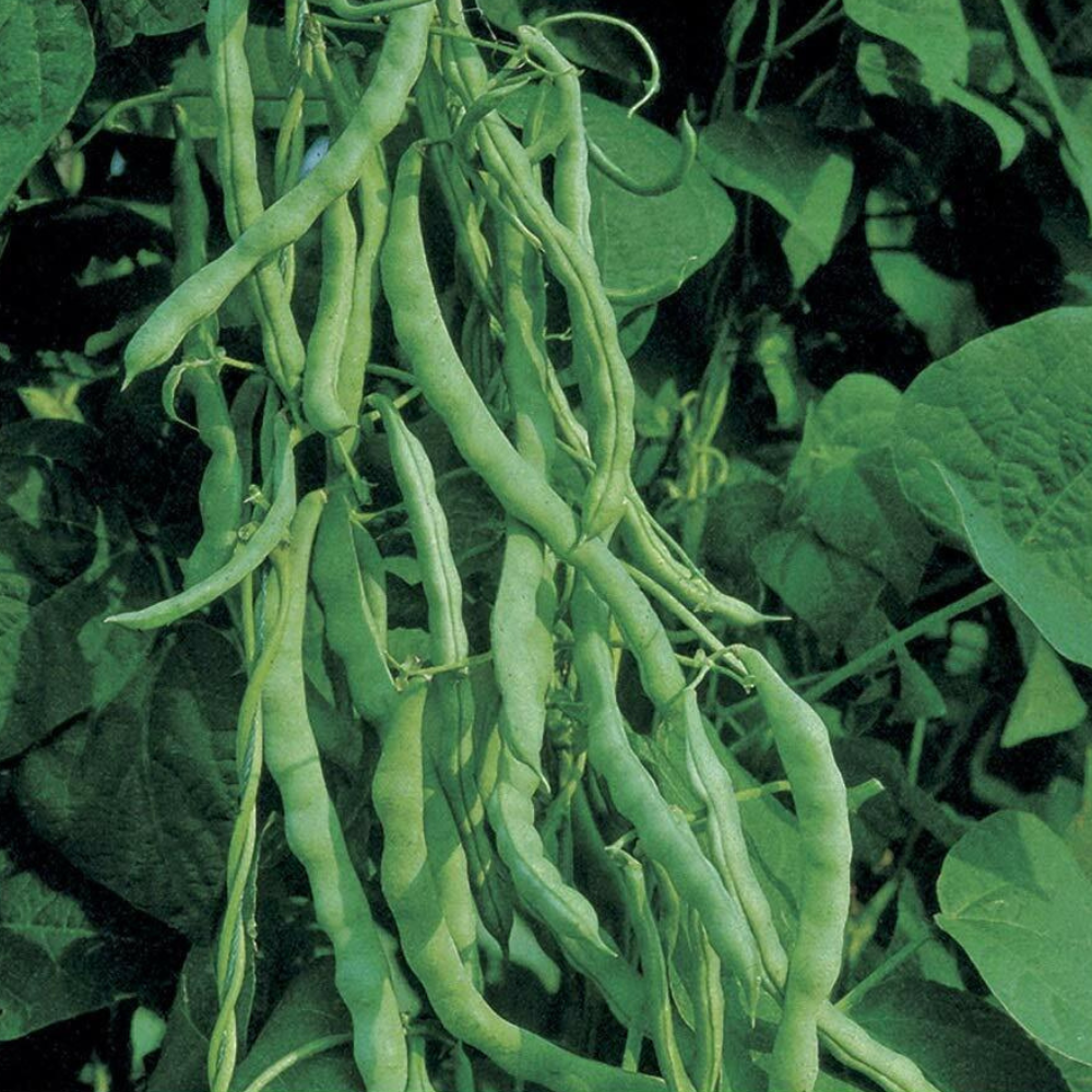 125 Kentucky Wonder 125 Bush Green Bean NON-GMO Vegetable Seeds | www.seedsplantworld.com