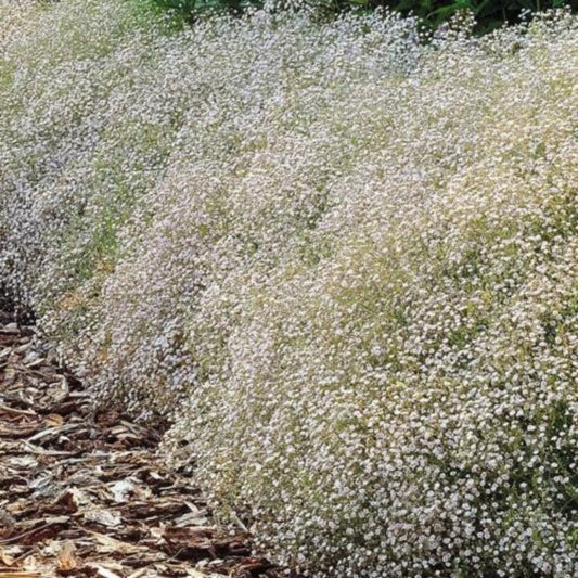 10 Gypsophila Paniculata Baby's Breath Seeds For Planting | www.seedsplantworld.com