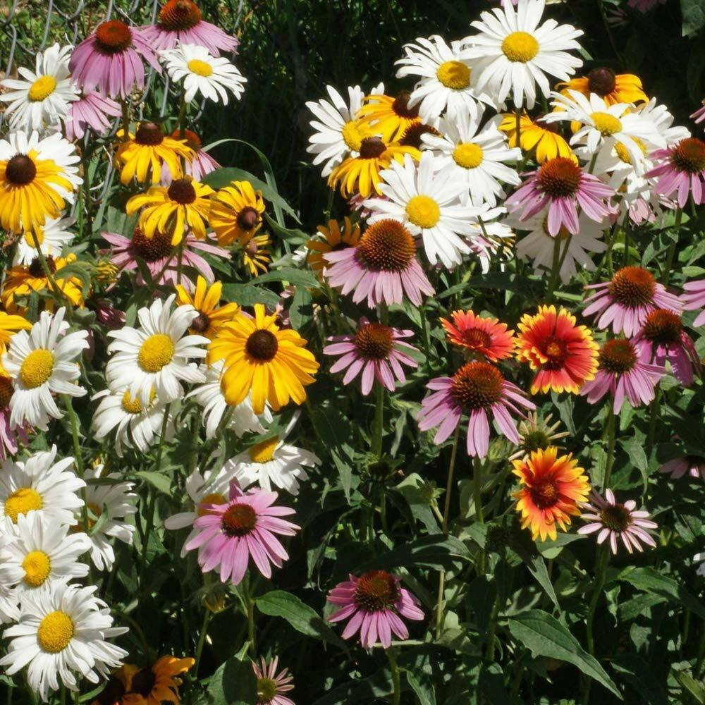 1 Ounce All Perennial Wildflower Mix 15 Species Flowers Seeds | www.seedsplantworld.com