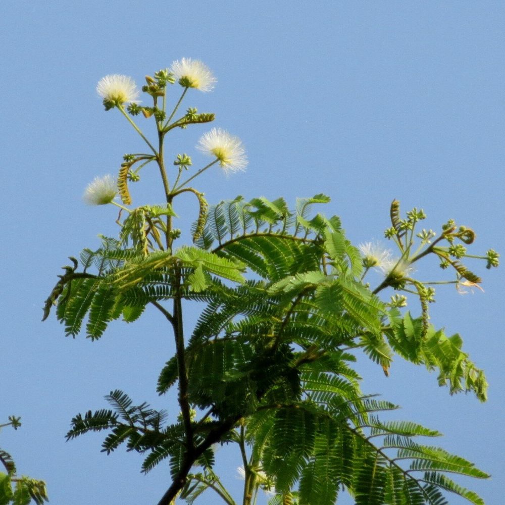 5 Albizia Amara Bitter Albizia Tree Seeds For Planting | www.seedsplantworld.com