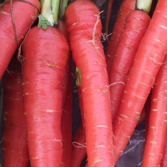 300 Atomic Red Carrot Seeds Lycopene NON-GMO Vegetable Seeds | www.seedsplantworld.com