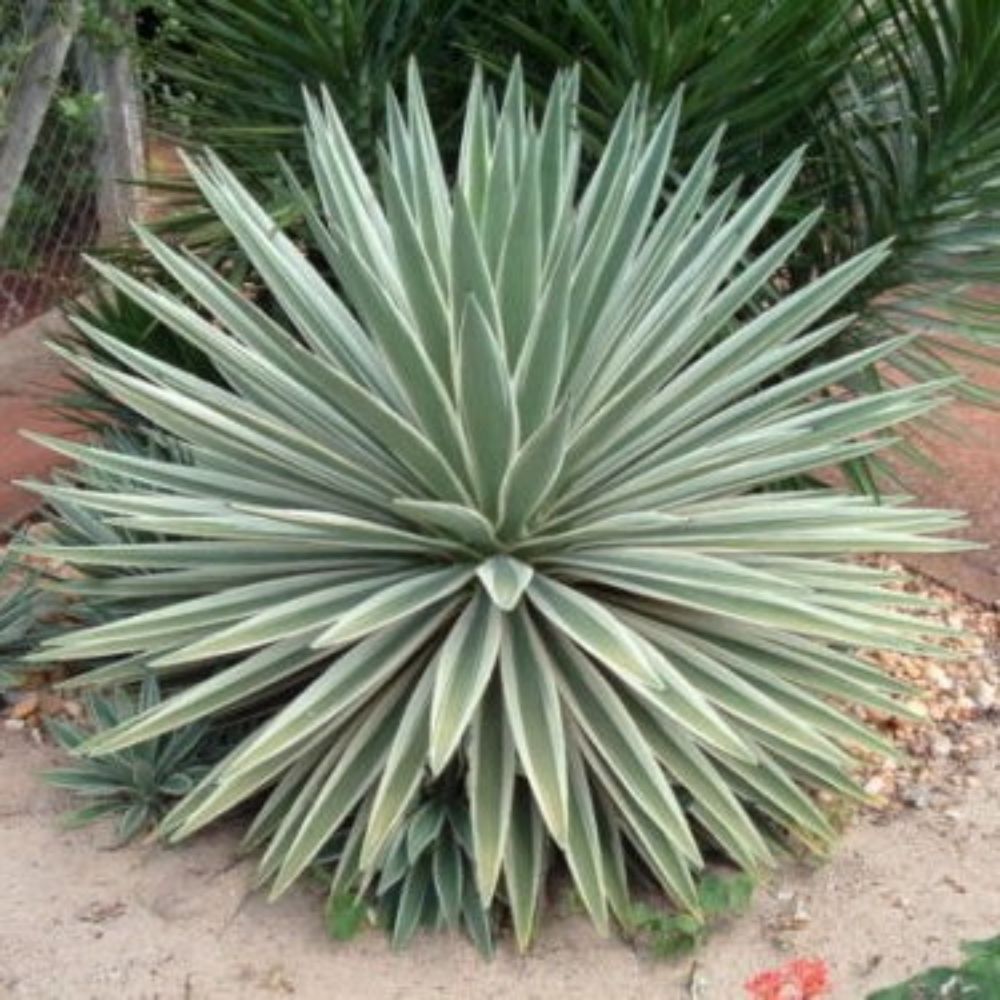 5 Agave Angustifolia Marginata Variegated Agave Seeds For Planting | www.seedsplantworld.com