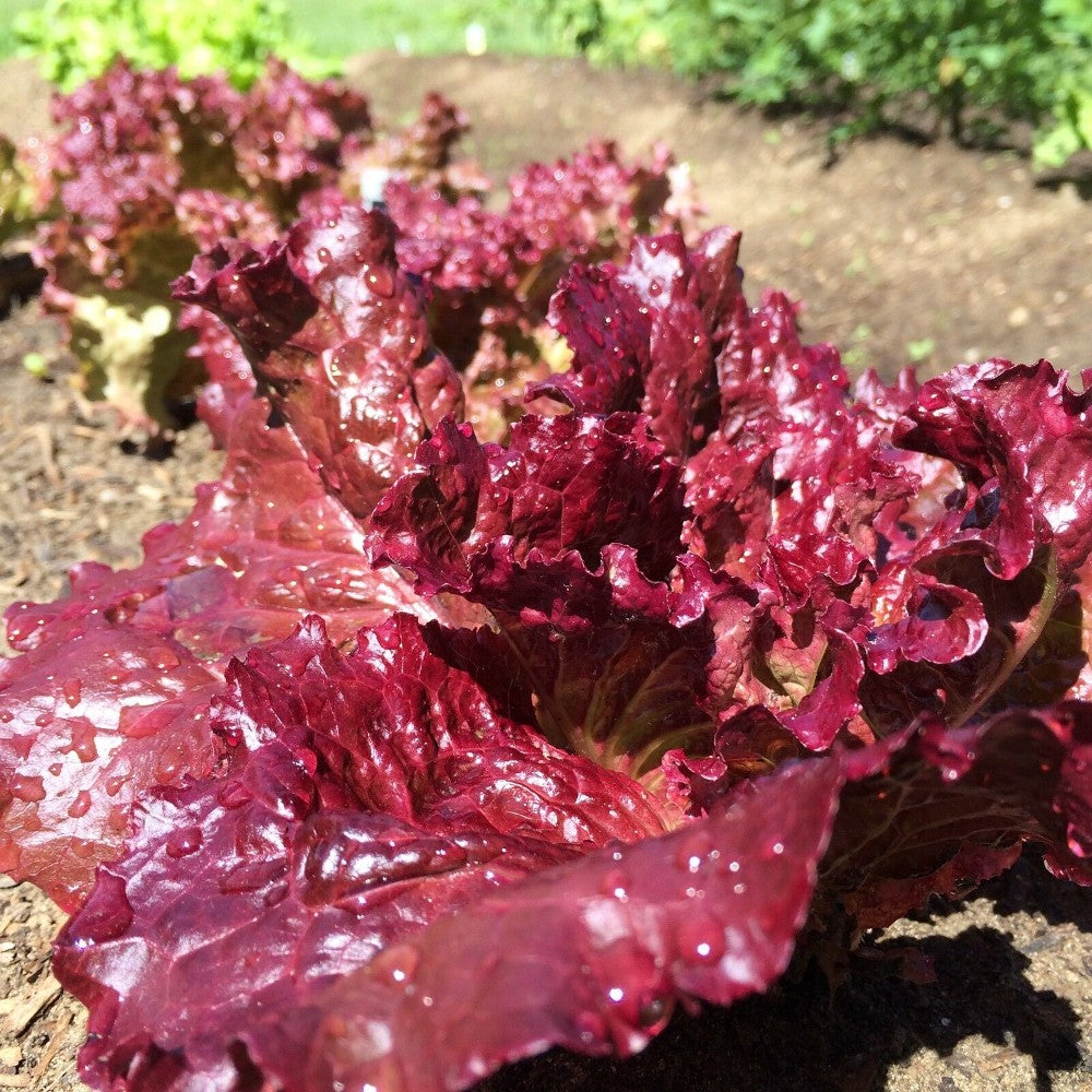 350 Ruby Leaf Lettuce Deep Red Summer Salad NON-GMO Vegetable Seeds | www.seedsplantworld.com