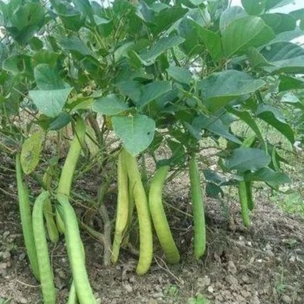 5 Canavalia Ensiformis Jack Bean Seeds For Planting | www.seedsplantworld.com