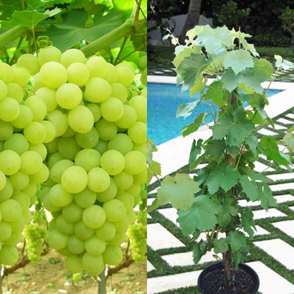 Thompson Seedless Grape Vine Fruit Tree (3~4 Feet Height) | www.seedsplantworld.com