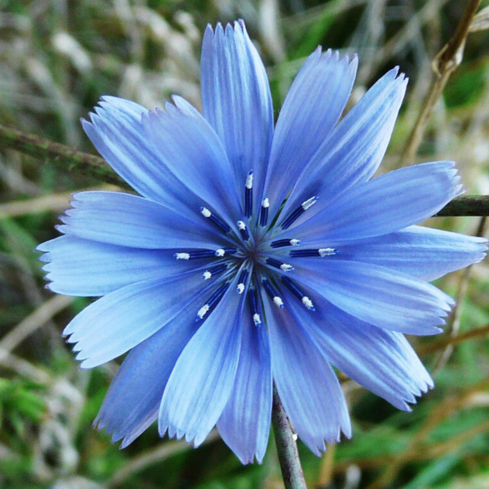 165 Chicory Italian Dandelion NON-GMO Deer Plot Coffee Weed Flowers Seeds | www.seedsplantworld.com