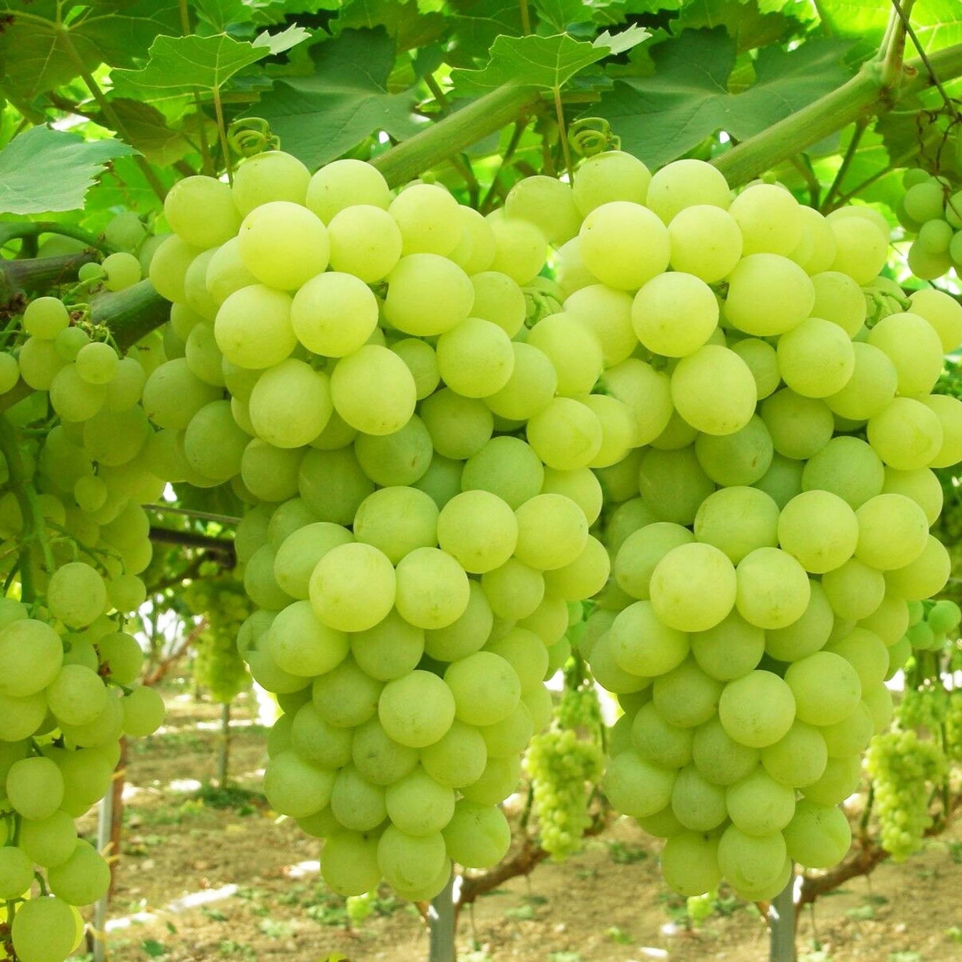 Thompson Seedless Grape Vine - Alder & Oak Plants - Online Plant