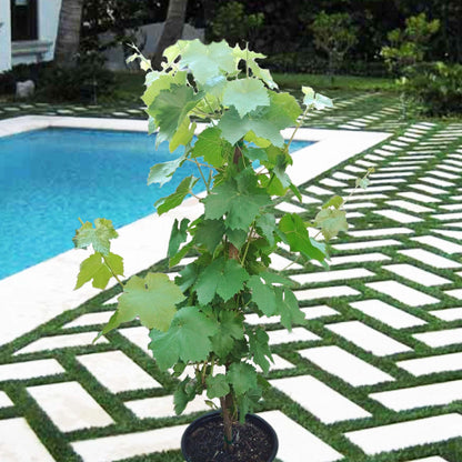 Thompson Seedless Grape Vine Fruit Tree (3~4 Feet Height)