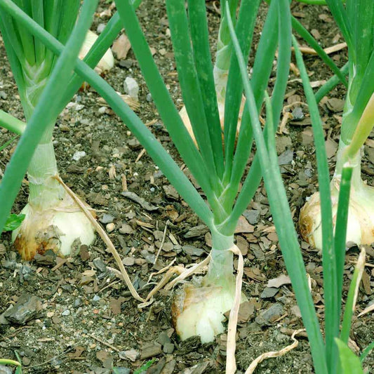 100 Walla Walla Sweet Onion NON-GMO Northern Onion Overwintering Vegetable Seeds | www.seedsplantworld.com