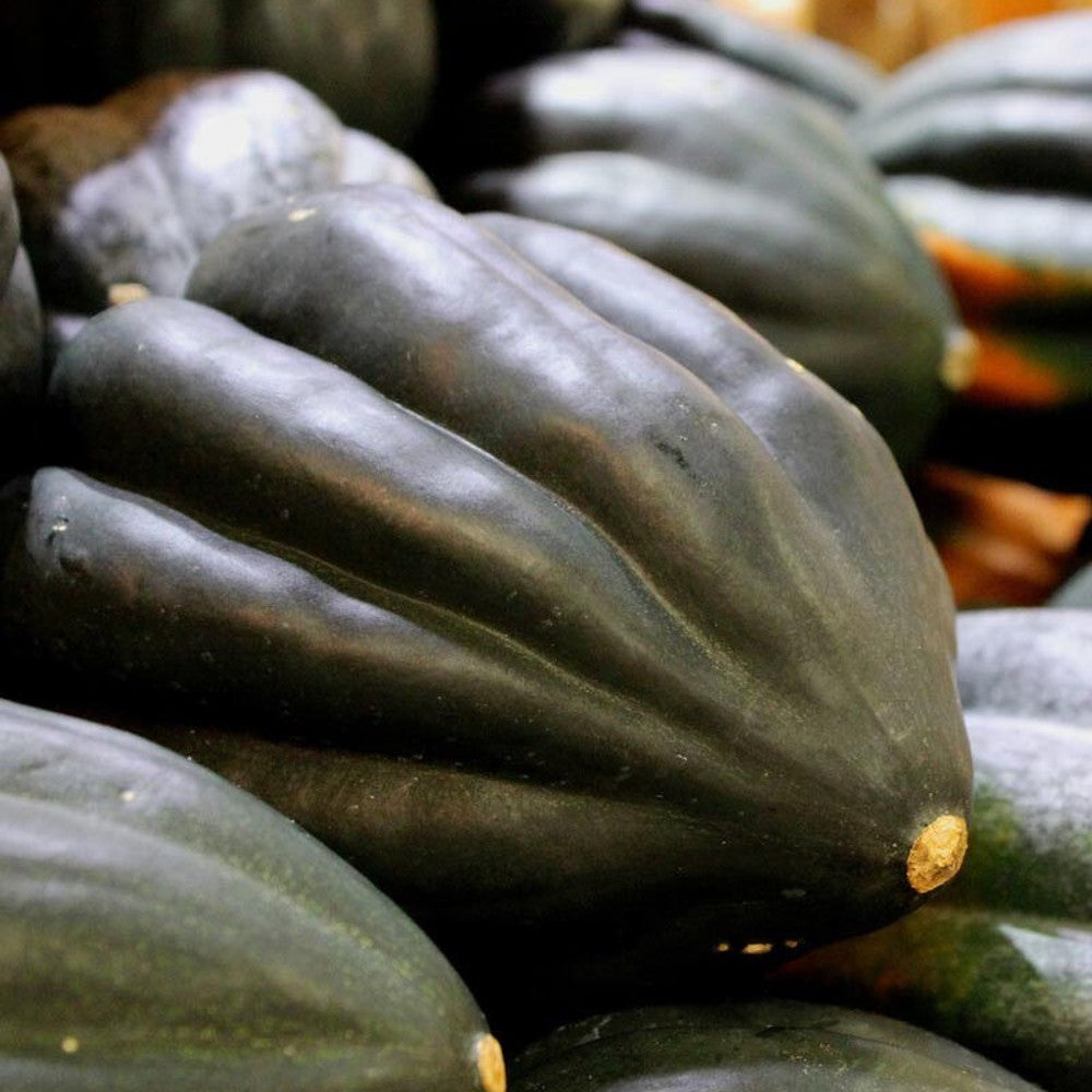 150 Table Queen Acorn Winter Squash NON-GMO Vegetable Seeds | www.seedsplantworld.com