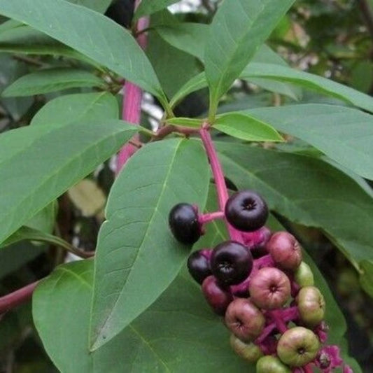 5 Phytolacca Americana Pokeweed Seeds For Planting | www.seedsplantworld.com