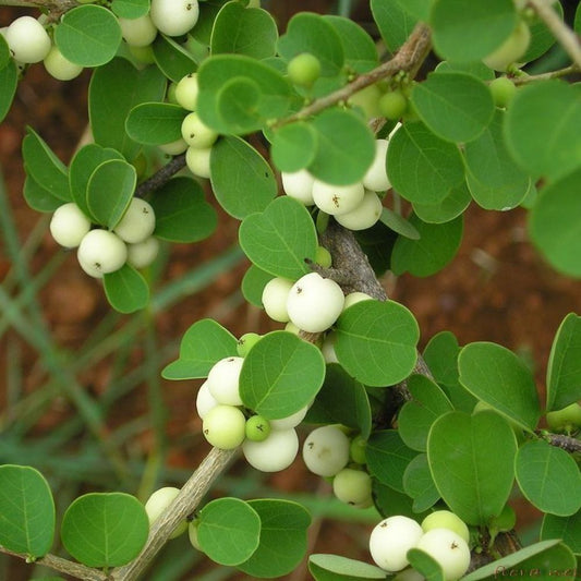 5 Securinega Leucopyrus Katupila Shrub Seeds For Planting | www.seedsplantworld.com