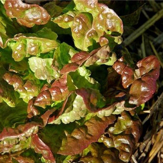 500 Bronze Mignonette Butterhead Lettuce NON-GMO Heirloom Vegetable Seeds | www.seedsplantworld.com