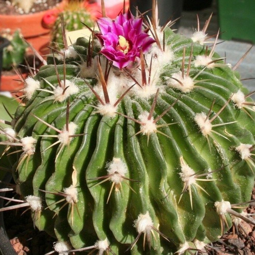 5 Echinofossulocactus Phyllacanthus Violaciflorus Hardy Cactus Seeds For Planting | www.seedsplantworld.com