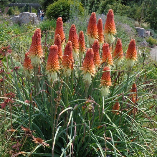 10 Kniphofia Uvaria Red Hot Poker Seeds For Planting | www.seedsplantworld.com