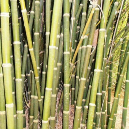 10 Bambusa Tulda Indian Timber Bamboo Seeds For Planting | www.seedsplantworld.com