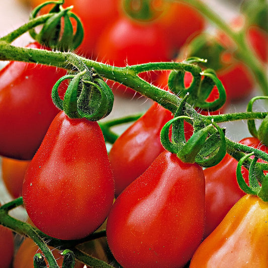 100 Red Pear Tomato NON-GMO Rare Heirloom Vegetable Seeds | www.seedsplantworld.com