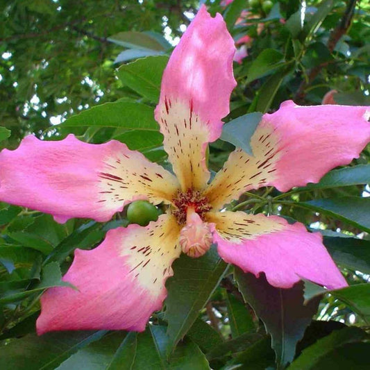 5 Ceiba Speciosa Silk Floss Tree Seeds For Planting | www.seedsplantworld.com