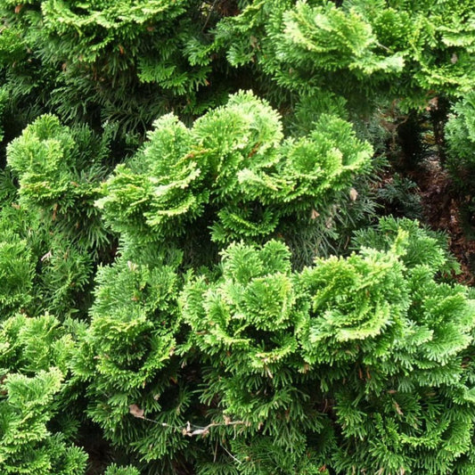 25 Chamaecyparis Obtusa Gracilis Nana Hinoki Cypress Seeds For Planting | www.seedsplantworld.com