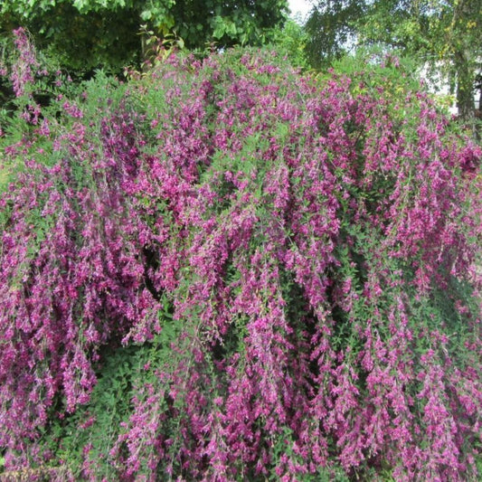 10 Lespedeza Thunbergii Unique Hardy Shrub Seeds For Planting | www.seedsplantworld.com