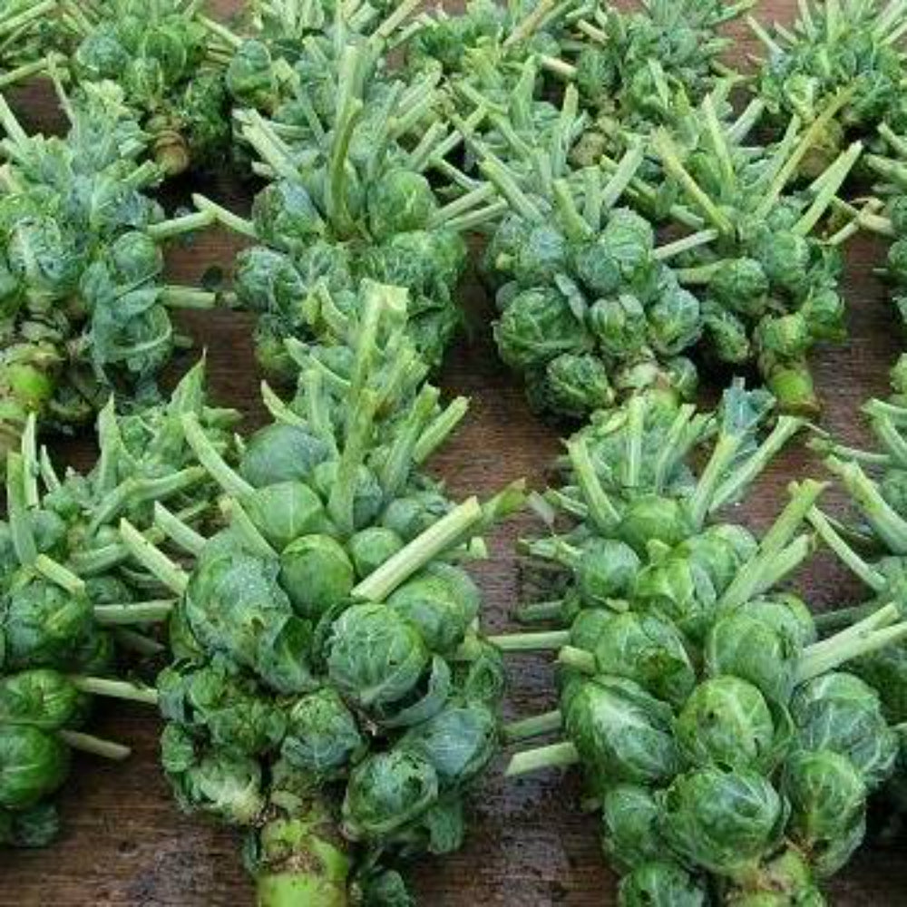 300+ Brussel Sprouts Catskill NON-GMO Heirloom Vegetable Seeds | www.seedsplantworld.com